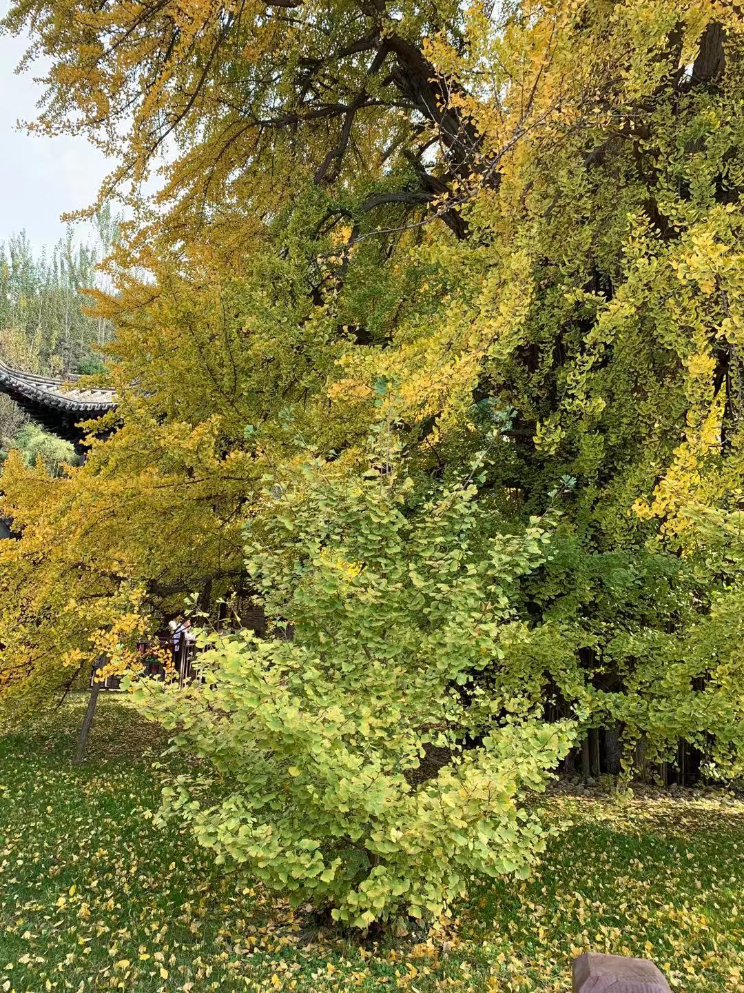 老观音禅寺1400年银杏树,赏秋好去处!