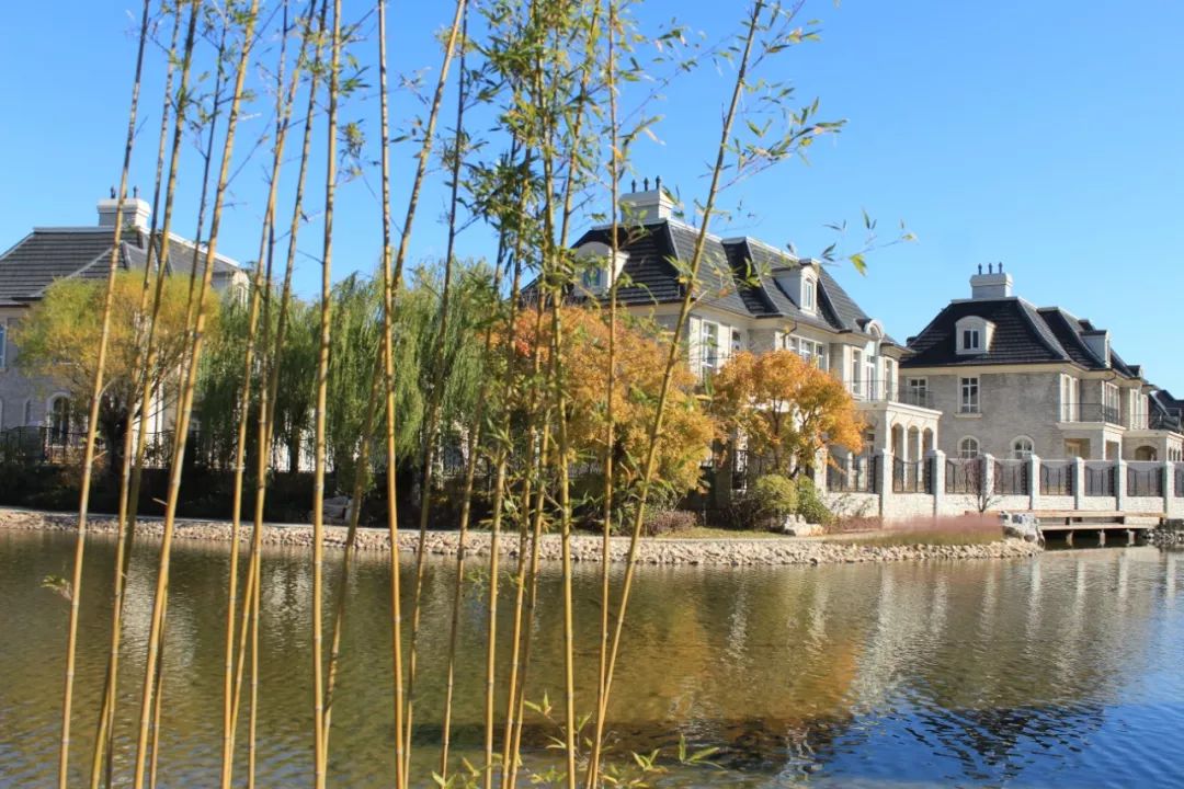 满阶红枫一树金黄秋色最浓处首开提香湾