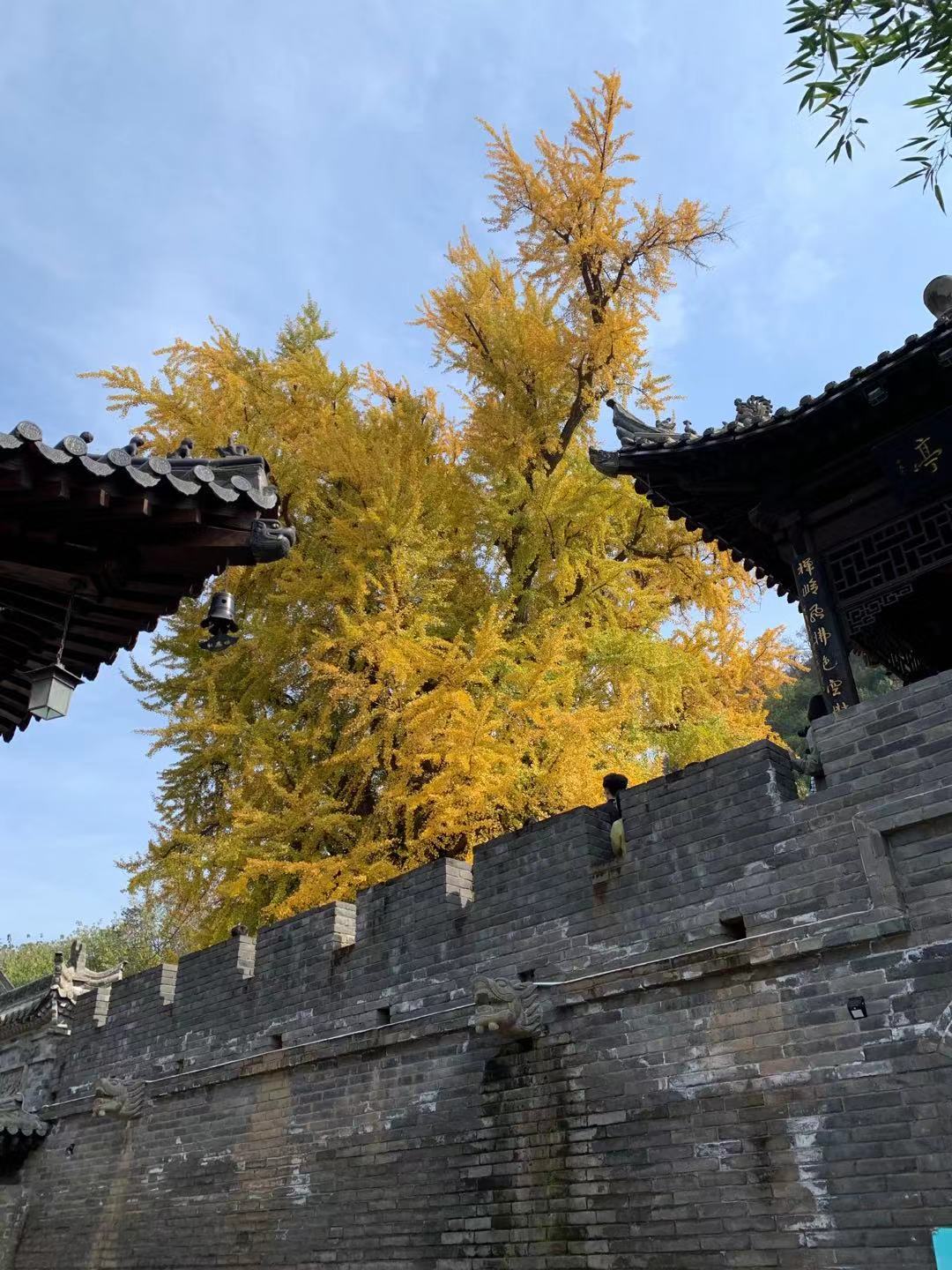 老观音禅寺1400年银杏树,赏秋好去处!