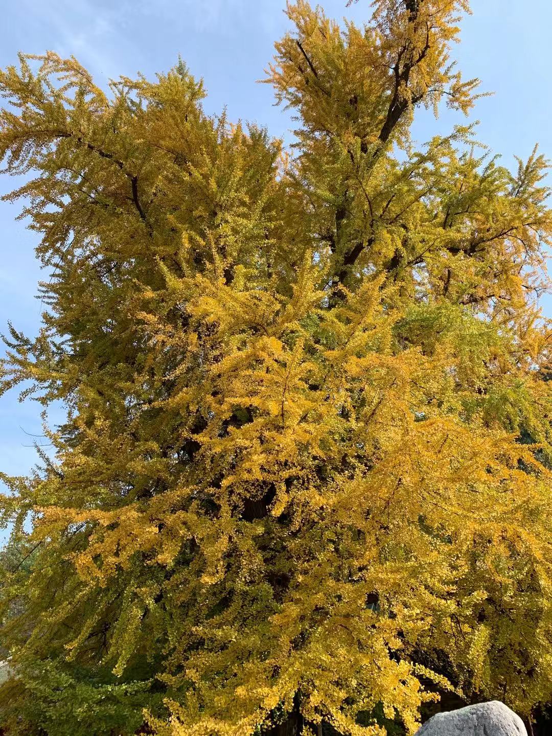 老观音禅寺1400年银杏树,赏秋好去处!