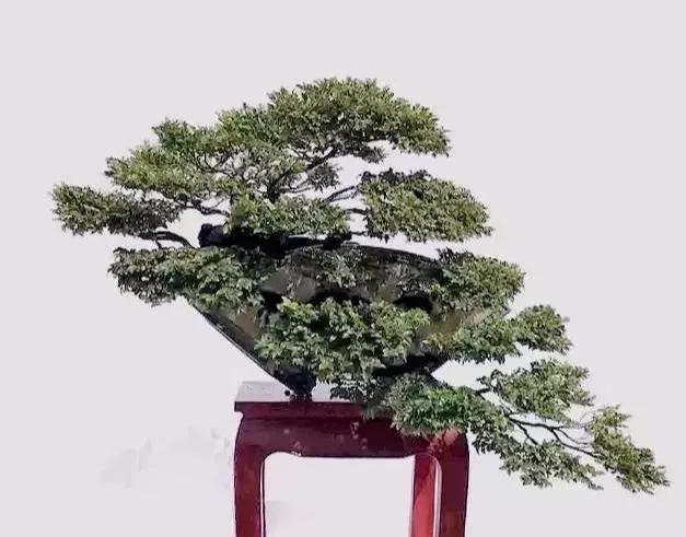 盆景捞月韵味十足
