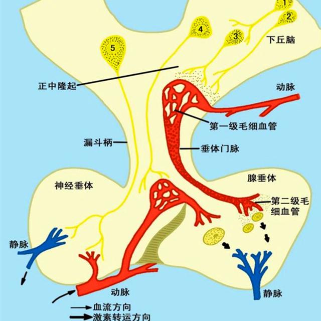 爱犬肝硬化并非只有肝受损,铲屎官需知:护肝不能不顾胃_狗狗