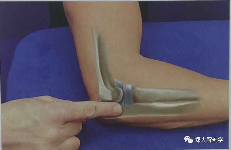 在外上髁,外侧鹰嘴以及肱桡关节后侧之间的外侧側区域完全由肘肌肌腹