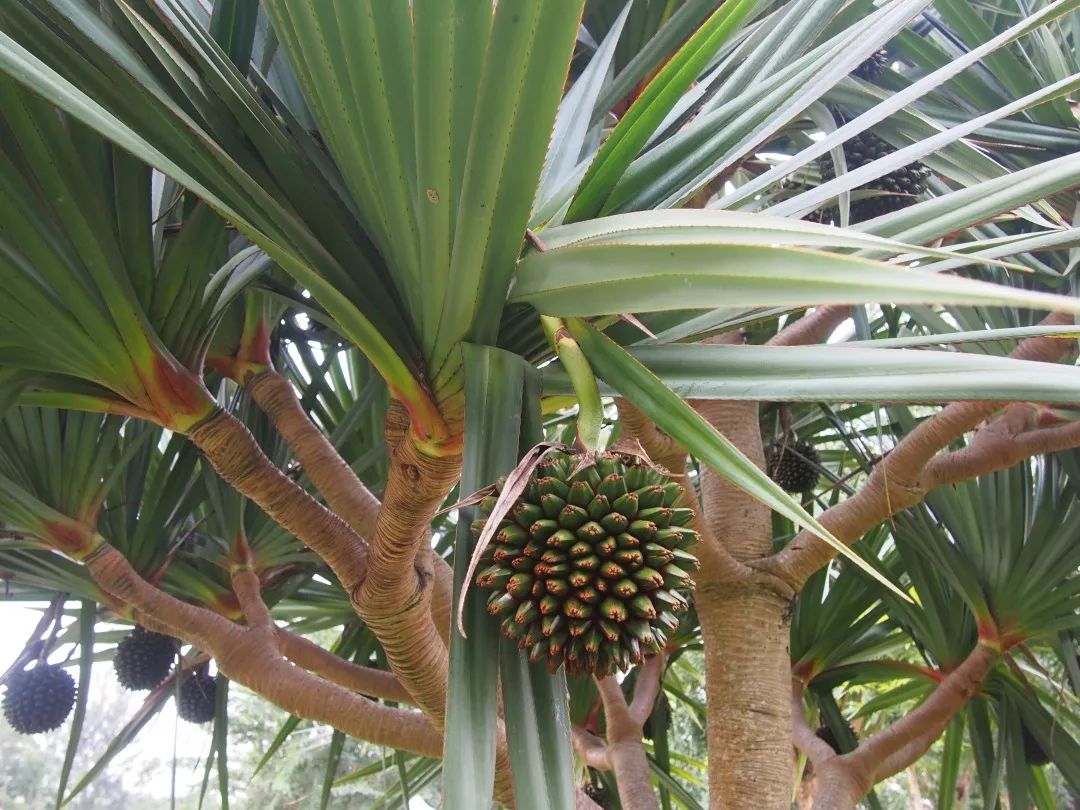 它们可不是香蕉,它是海南公园里常见的红刺露兜树.