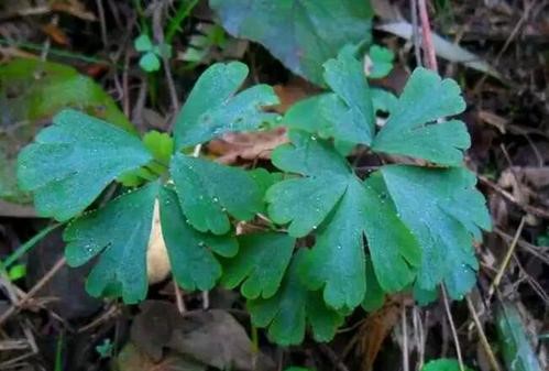 农村这种野菜被人叫做耗子草现如今一斤几十元