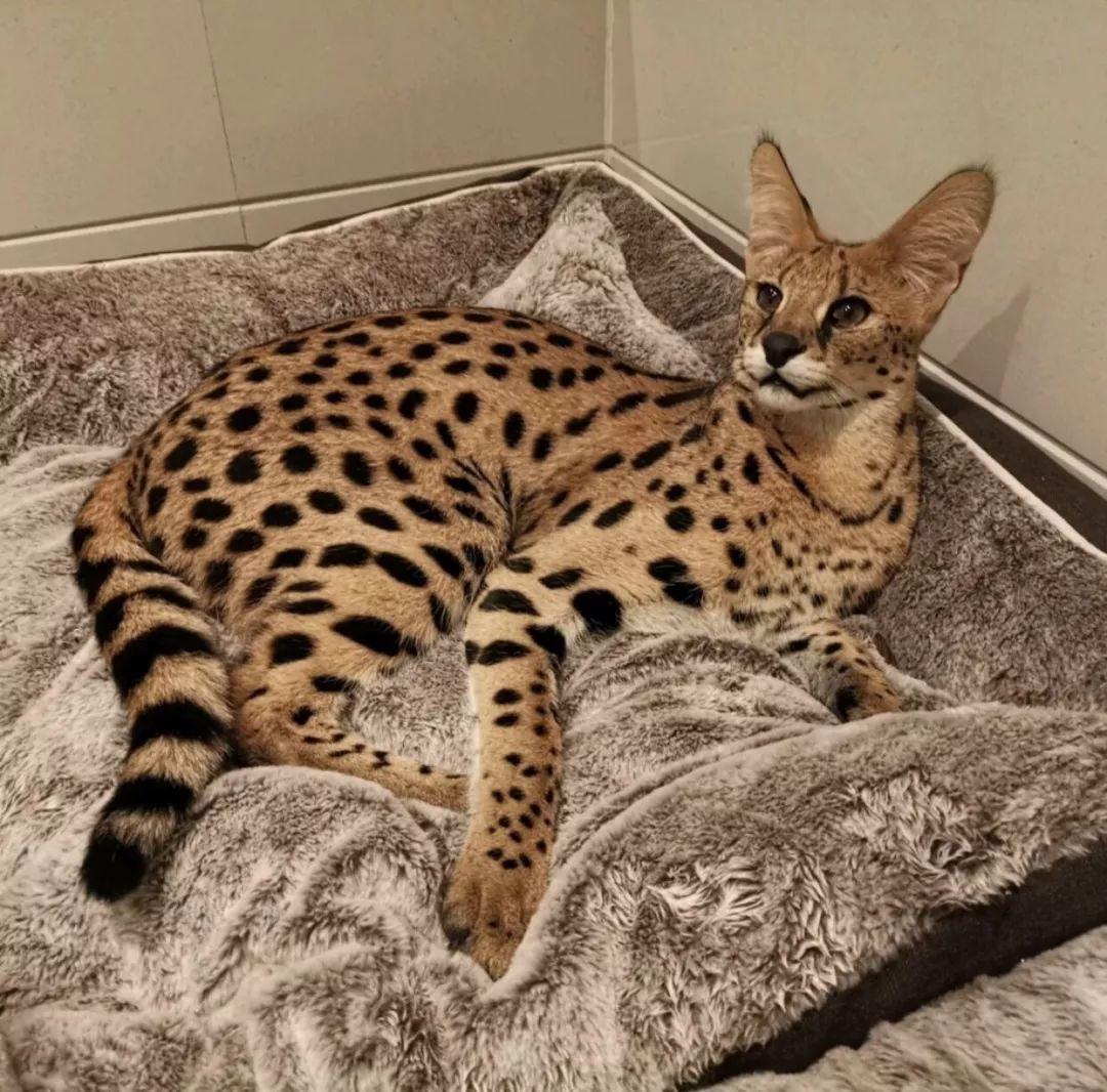 "我花几万元买了只薮猫,它坠楼重伤后我却不舍得花钱给它治疗.