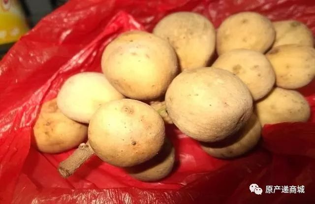 原产递no664泰国龙功果