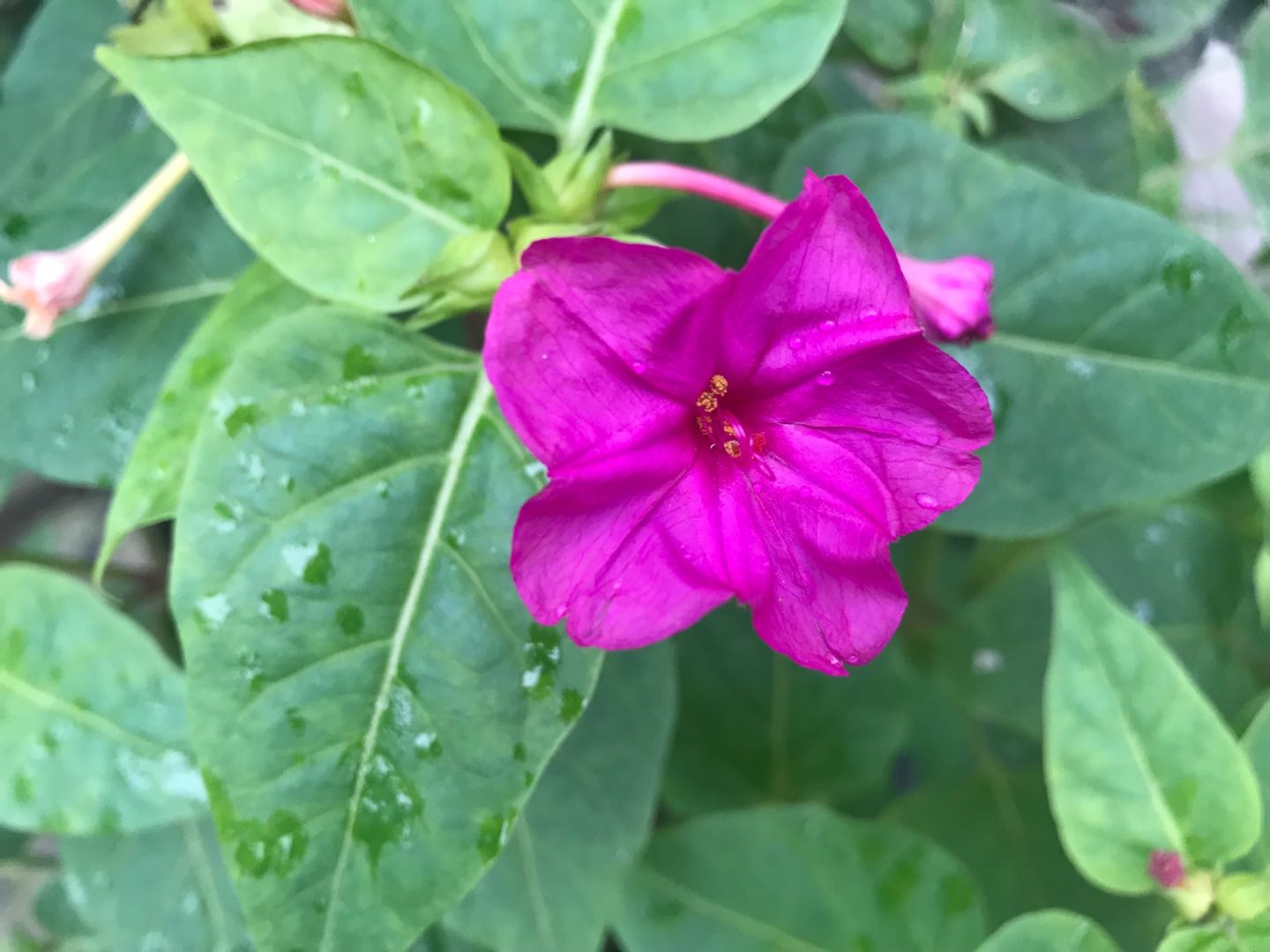 原创胭脂花
