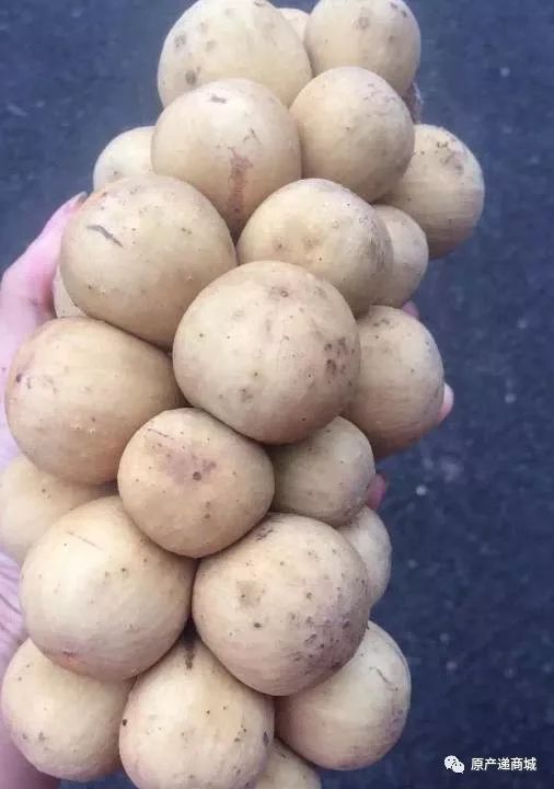 原产递no.664泰国龙功果_果实