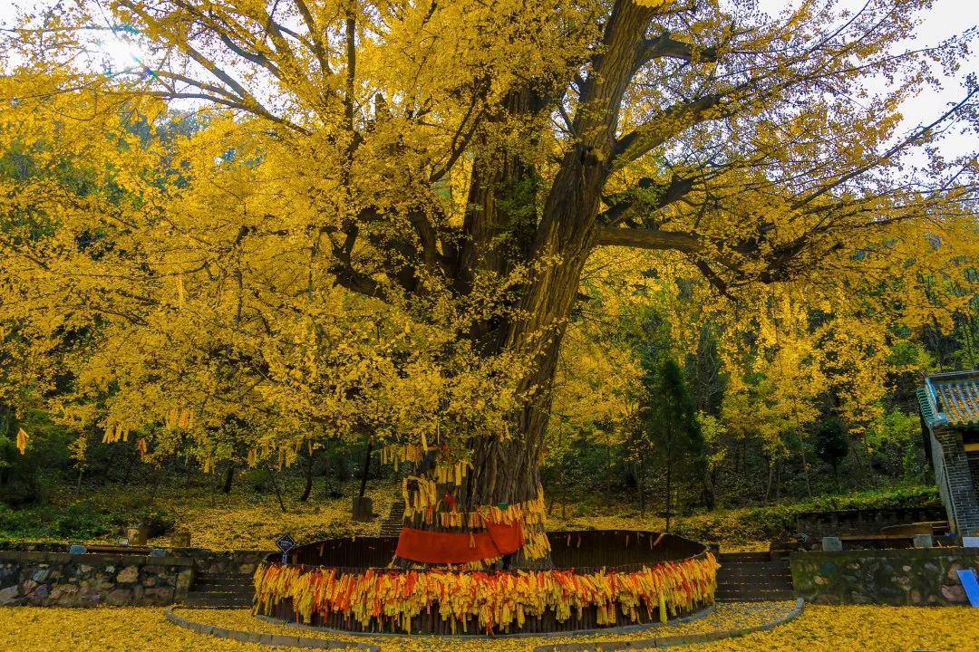 适合心动的季节在王屋山预谋一场银杏树下的邂逅