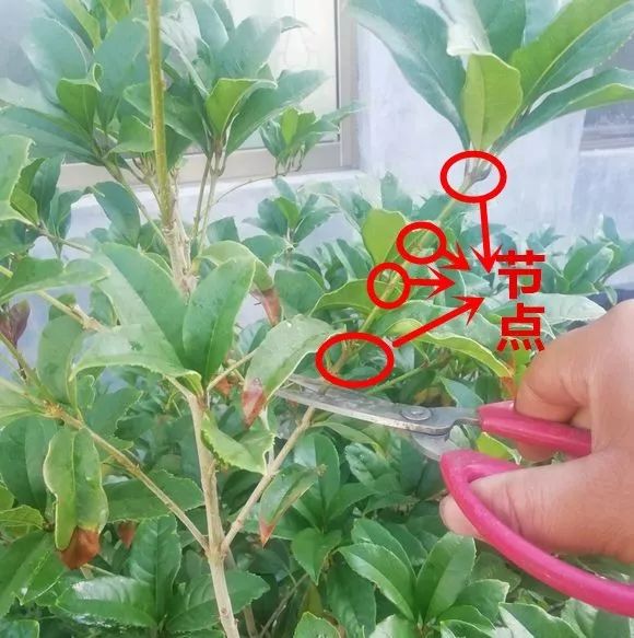 桂花粗枝高压繁殖方法图片