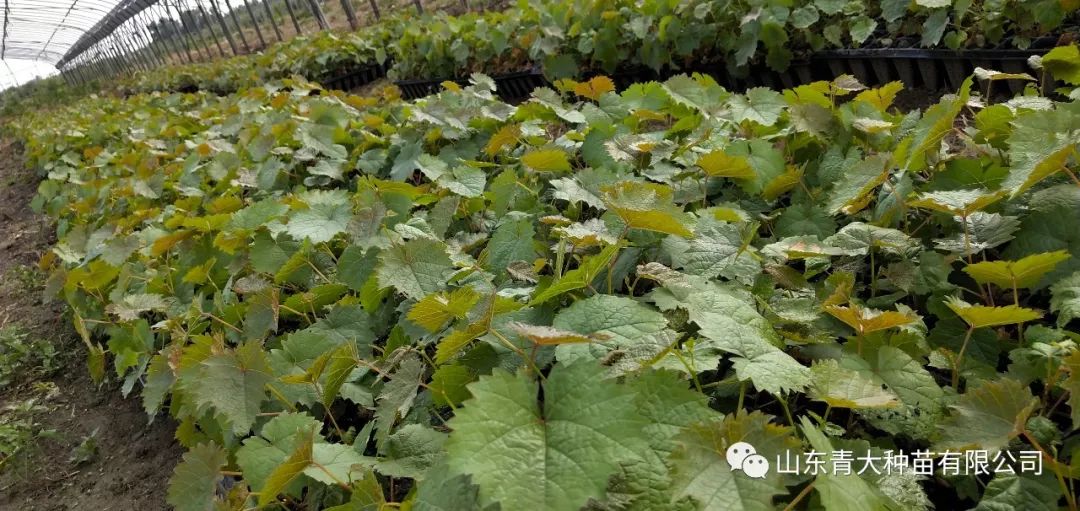阳光玫瑰葡萄苗种植海拔多少