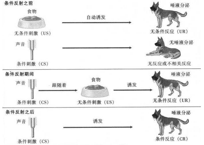 恐惧,另一批研究者又研究了通过巴甫洛夫的经典条件作用而习得的恐惧