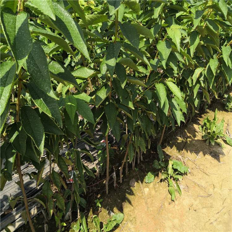 2019115三公分矮化樱桃树苗给客户起苗装车