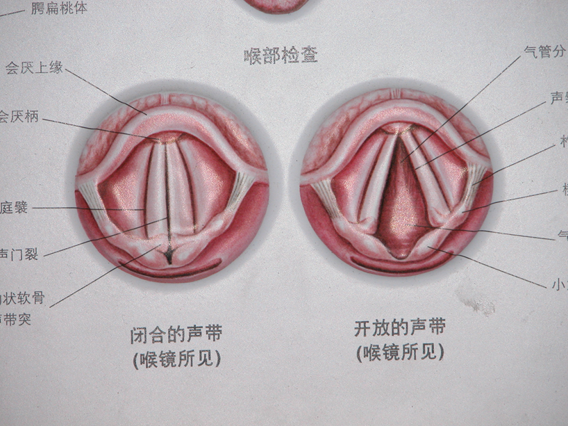 声带与喉咙位置图图片