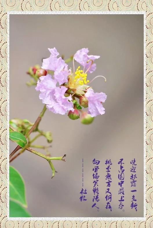 杜牧紫薇花图片
