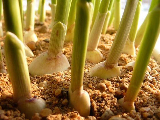 大蒜苗期常见问题分析完全版