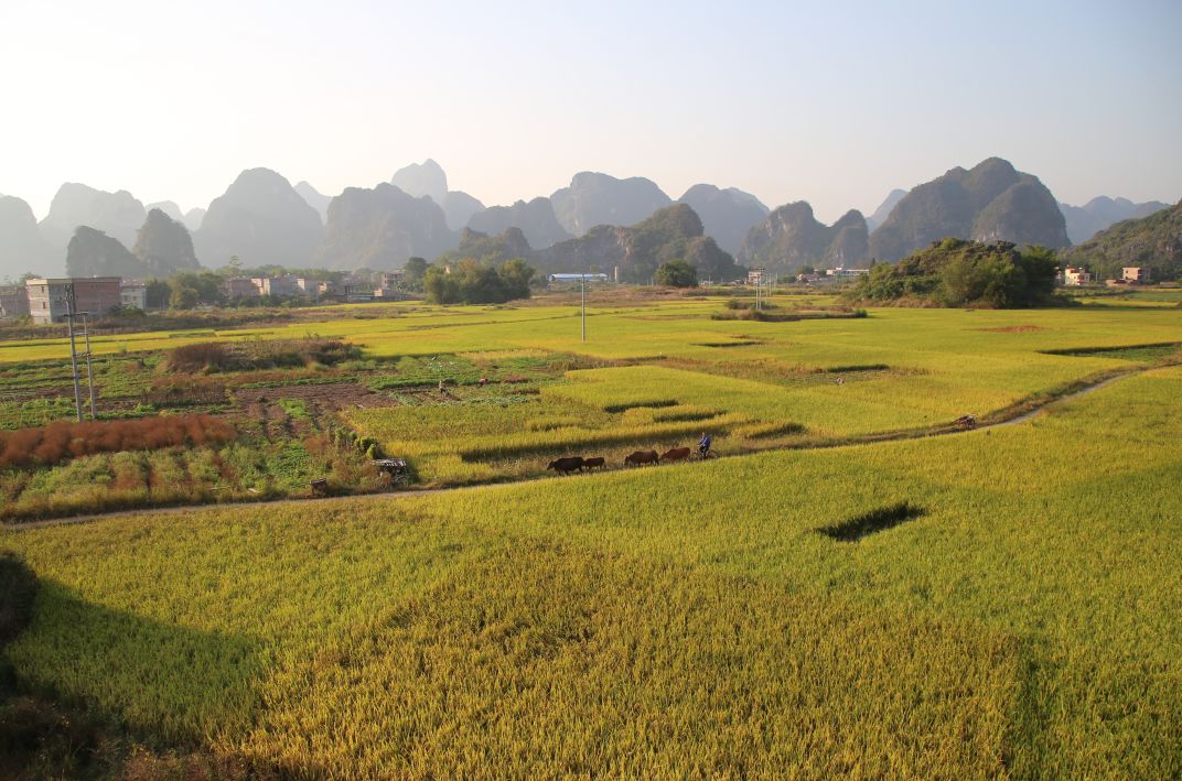 怀集丰收季:又到收割时,你还记得儿时的割禾吗?