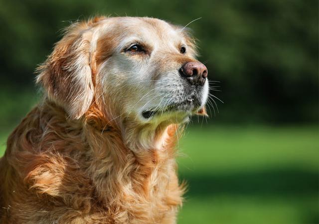 闢謠老年犬才會毛髮變白身體疾病也會狗狗毛髮變白5個原因