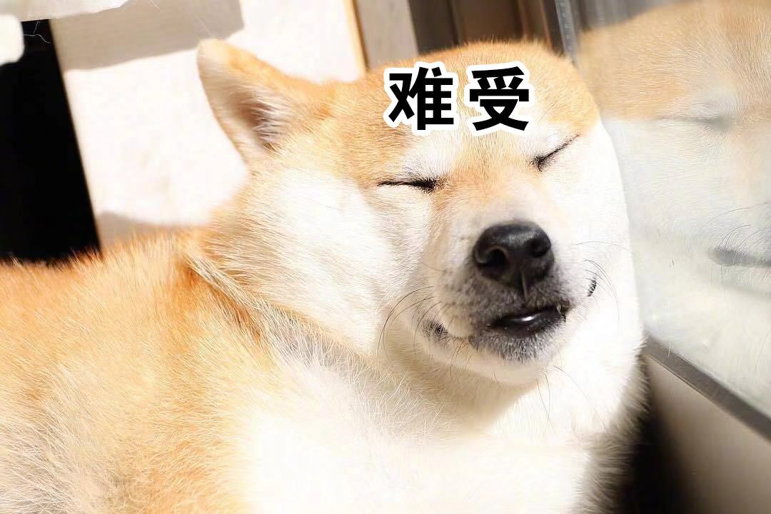 看见主人抄家伙狗狗马上认怂装可怜