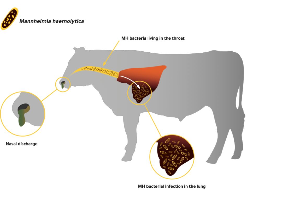 牛肺的分叶结构图图片
