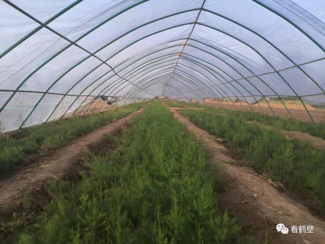 浚县电商进农村:科技助农送上门_种植