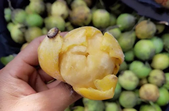 云浮山上的黄牙子果快熟了你吃过吗