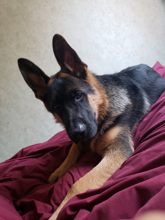 原创"圈养"的德牧长得不好?错,网友养的德牧长得就很好