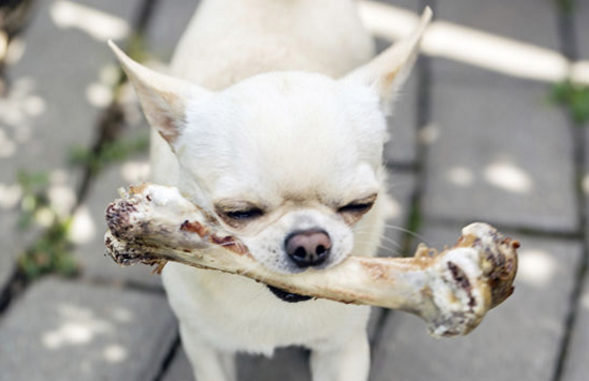 狗狗为什么喜欢叼骨头回家?_营养
