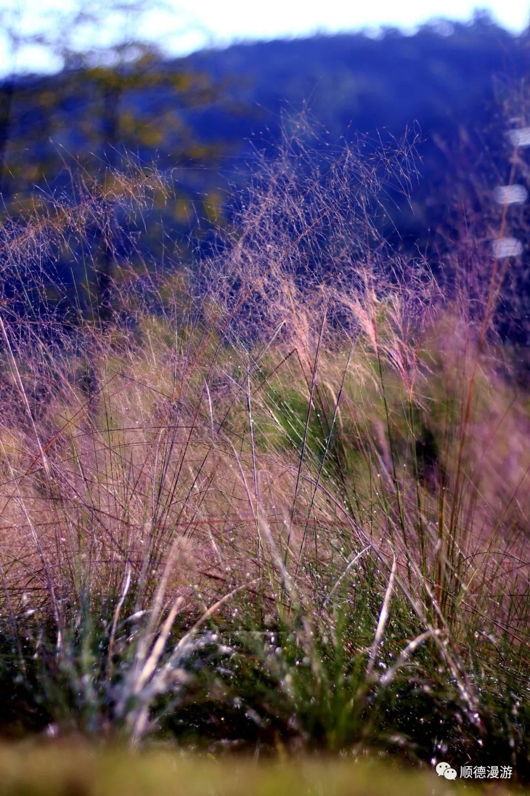 顺峰山公园粉黛子草