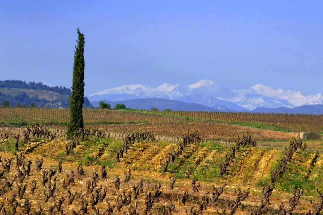朗格多克产区成进博会法国国家馆唯一葡萄酒展台