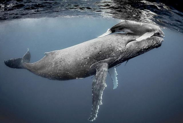 地球上10大最厉害的鲸鱼很多都濒临灭绝你都知道吗