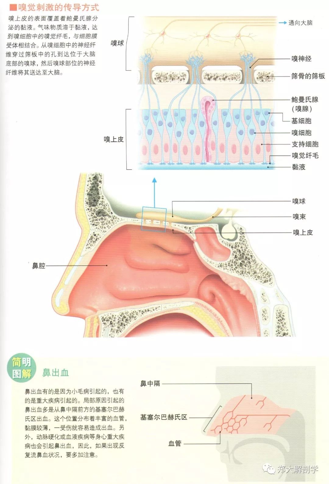 67奧秘嗅覺的奧秘