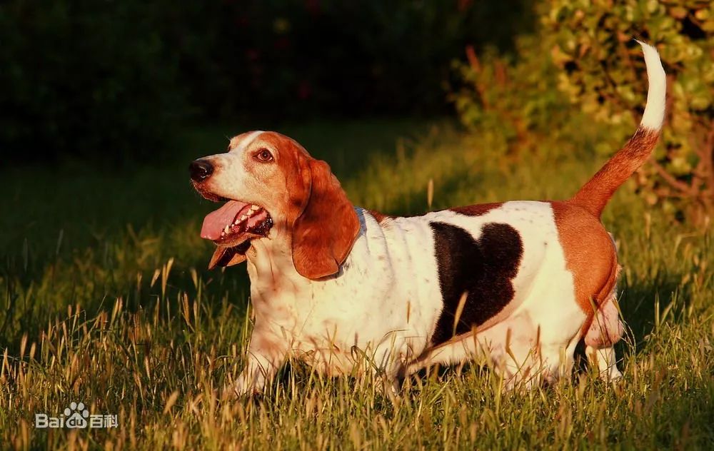 重磅!宜昌城區這33種犬隻或將不能在小區裡養!(看圖識犬)_管理