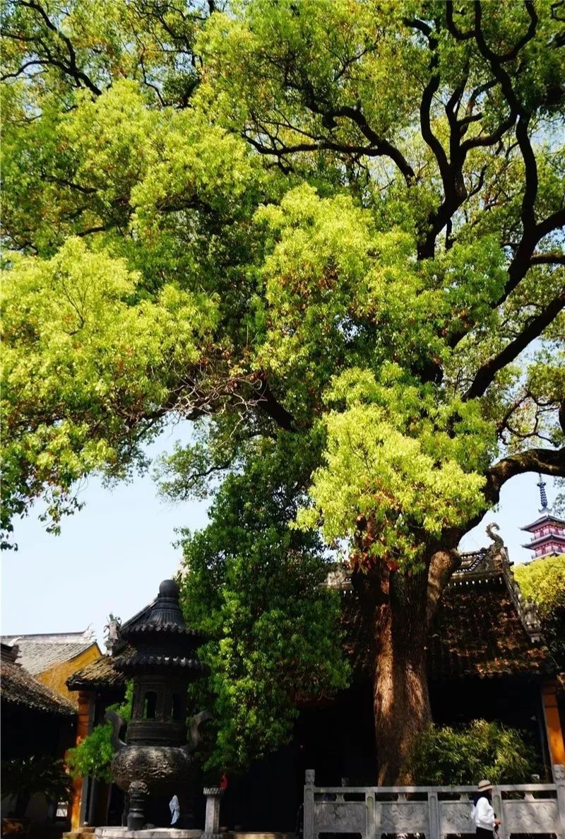 光福这些古树名木你知道吗?_古柏
