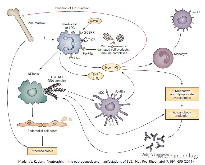 中性粒細胞基礎生物學與自身免疫性疾病_netosis