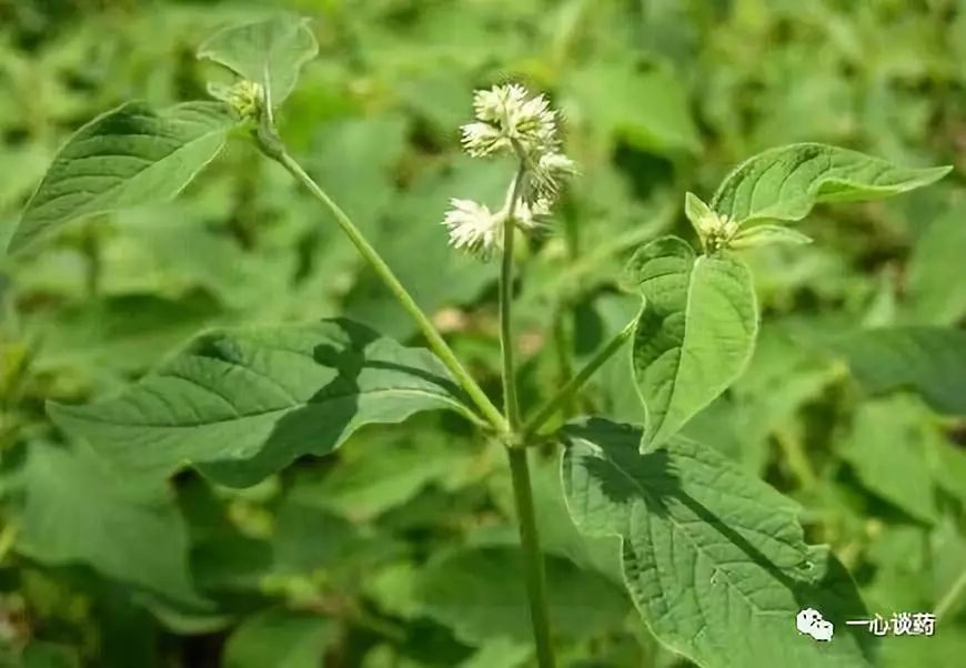 專業中草藥裡的十二生肖你一定不知道