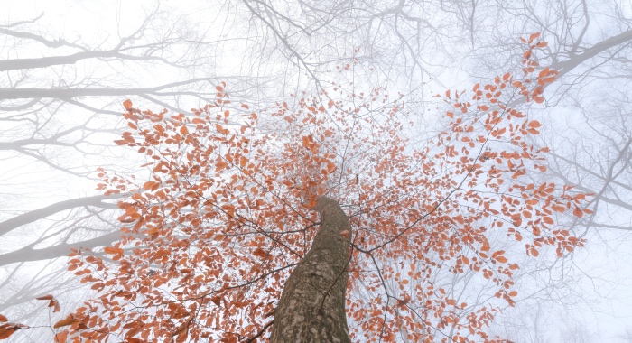 厨电小家电三季报看点颇多：苏泊尔九阳小熊跑赢老板华帝-家电圈官网