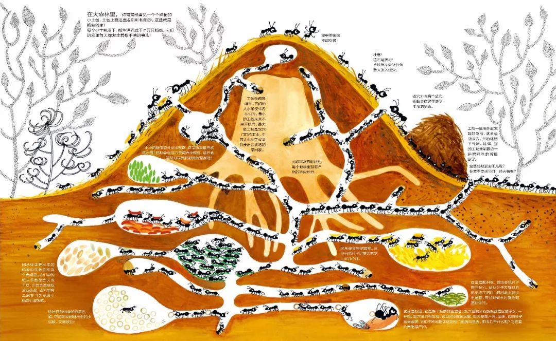 揭秘自然的6本书让孩子们扔掉ipad亲近自然送票啦