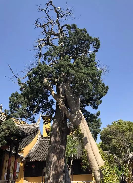 光福这些古树名木你知道吗