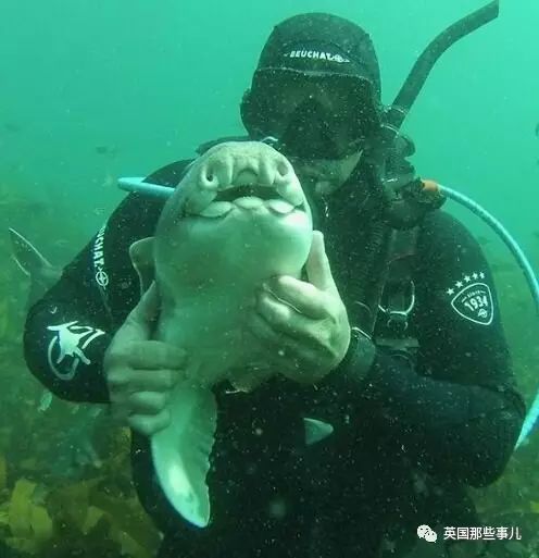 一次潛水他收穫了一隻鯊魚迷妹這一人一鯊的跨物種友誼背後卻有些憂桑