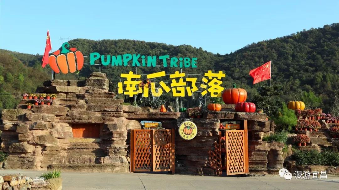 湖北宜昌重达288斤夷陵南瓜部落农场邀你来看南瓜王