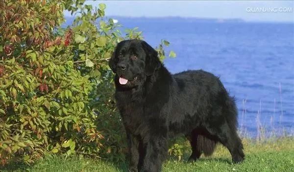 可蒙多犬(komondor)羅威納犬(rottweiler)聖伯納犬(st.