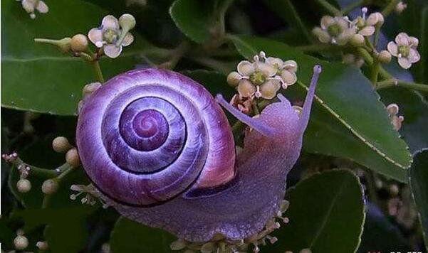 地球上十大最奇特的紫色动物,第九和恐龙同时代,第五紫色北极熊