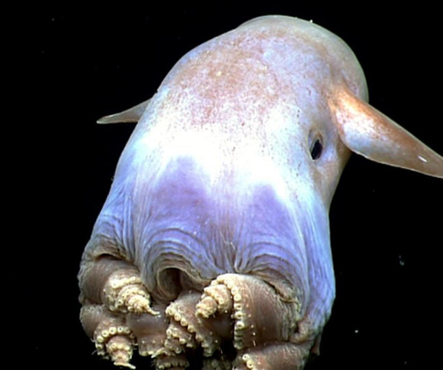 渔民打捞上来一条烈焰红唇鱼性感的让人受不了