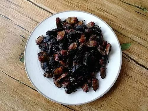 这个昆虫被誉为"水中人参",这个做法吃起来嘎嘣脆,你敢吃吗?_水鳖