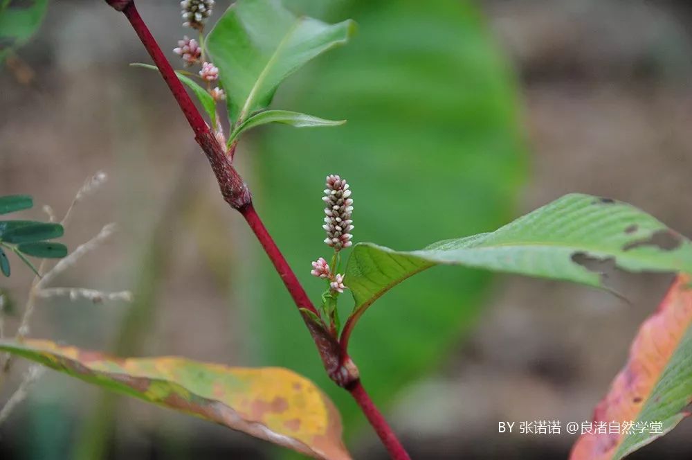 良渚地区24节气物候记录:霜降_芦竹