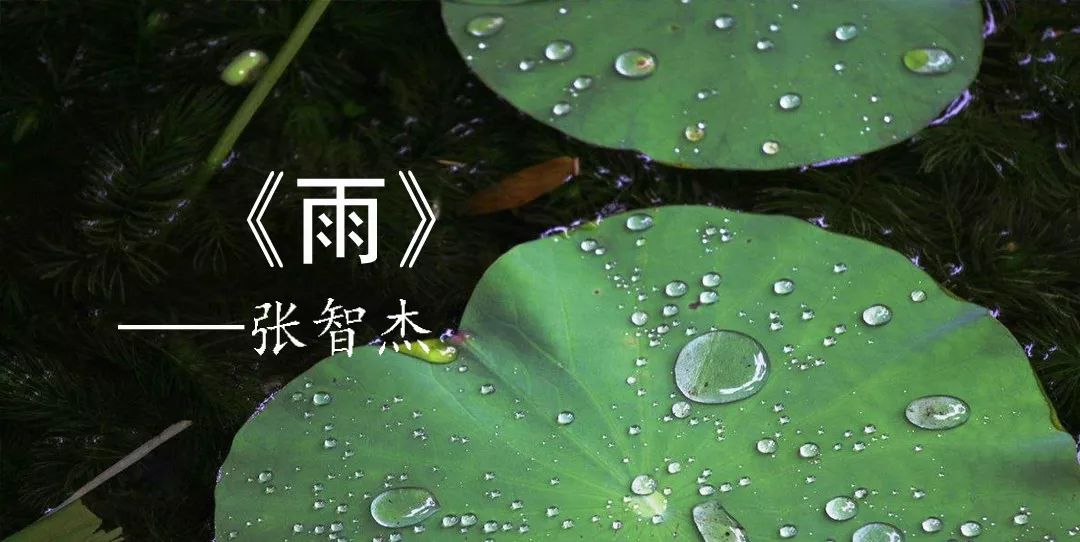 《雨》张智杰