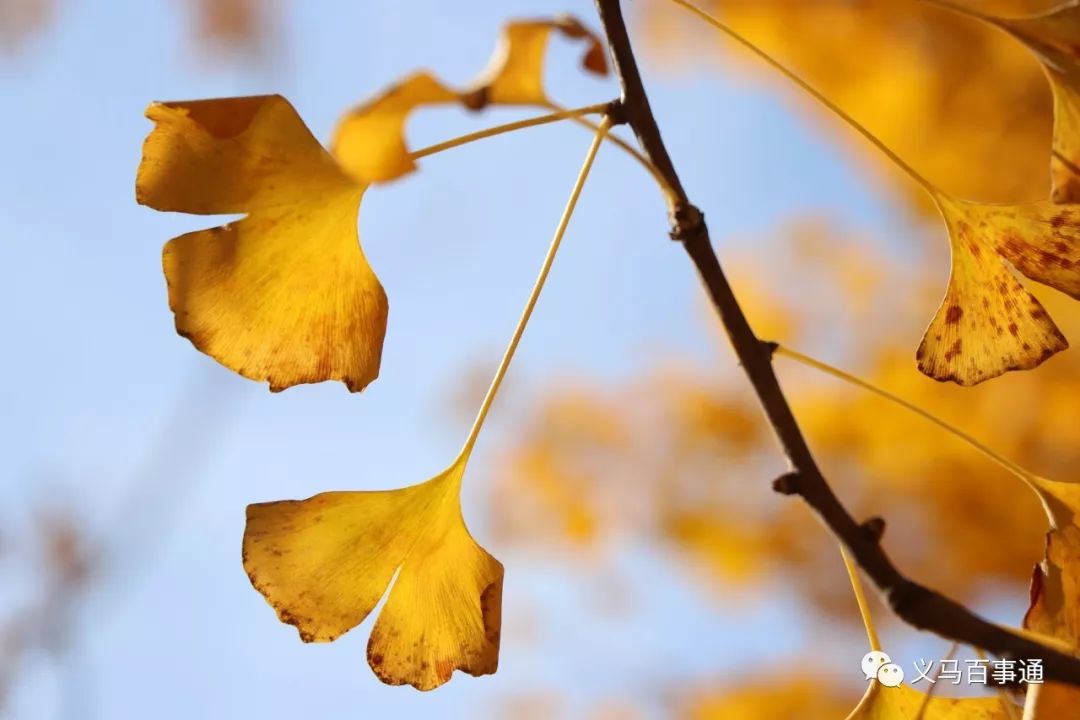 义马银杏公园的银杏林去了才算没白过秋天