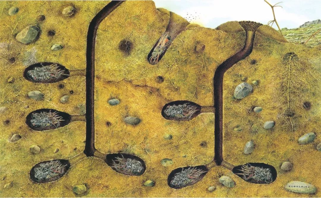 每个"房间"都放着黑蟋蟀供幼虫宝宝享用:蜣螂宝宝的巢穴是梨形粪球:熊